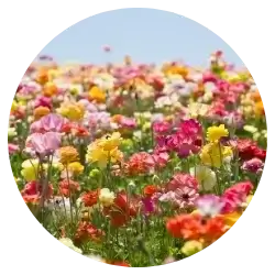 Esther - Yuba City, CA testimonial