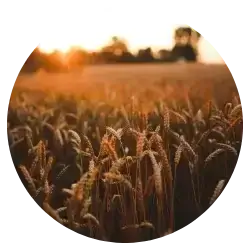 Luis - Yuba City, CA testimonial